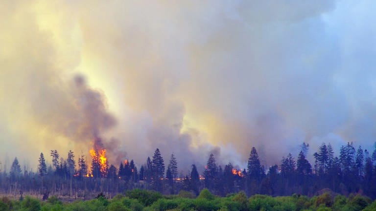 Flammen schlagen aus der Wald- und Moorlandschaft Hohes Venn. (Foto: dpa Bildfunk, picture alliance / dpa | Ralf Roeger)