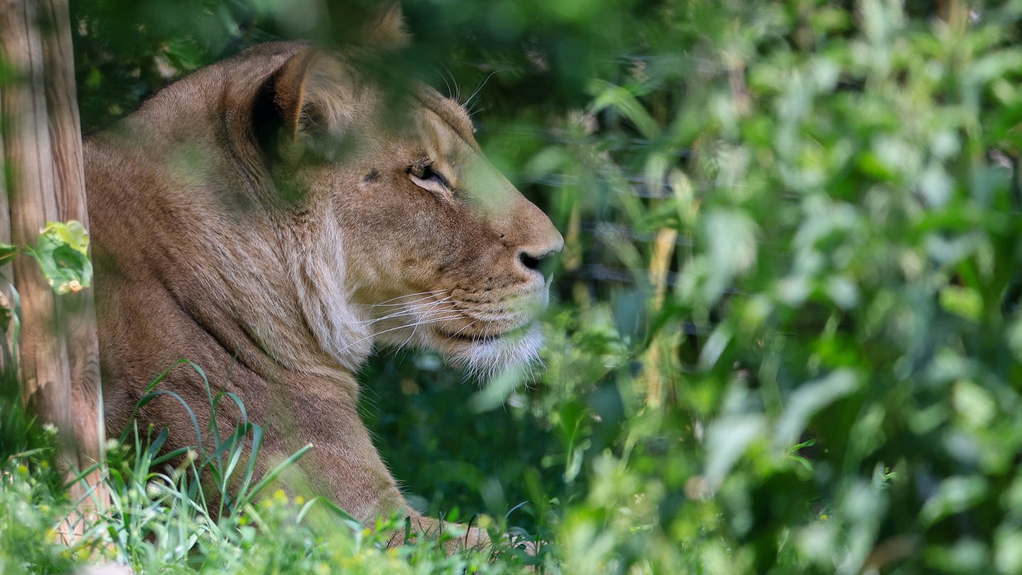 Löwin Kigali liegt in der Löwensavanne Makasi Simba im Leipziger Zoo. Artgerechte Haltung und das Tierwohl spielt in den Zoos eine immer größere Rolle. (Foto: dpa Bildfunk, picture alliance/dpa | Jan Woitas)