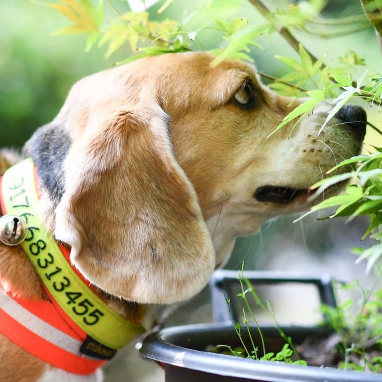 Beagle-Spürhund Mira schnuppert an einem Baum