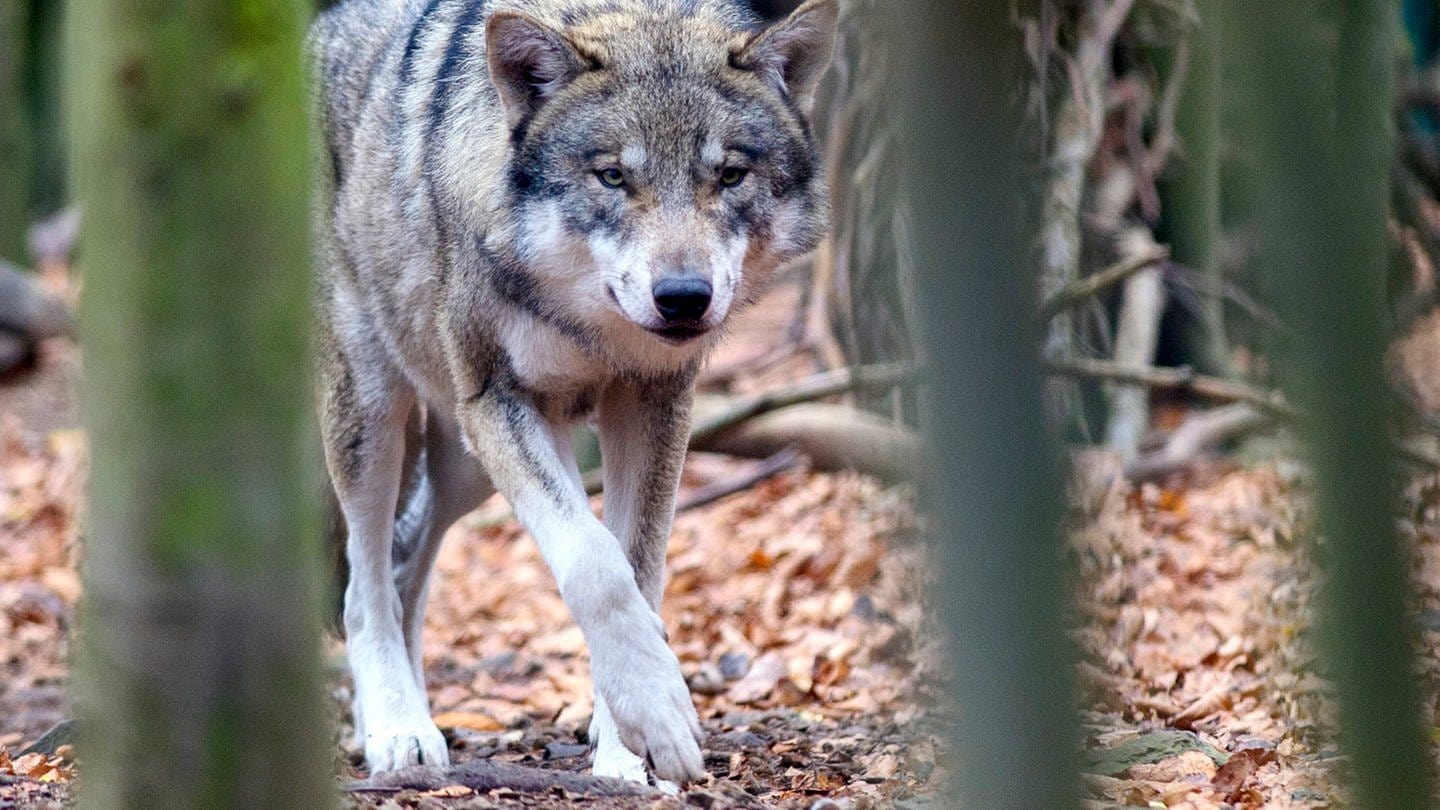 Ein Wolf im Wald (Foto: dpa Bildfunk, picture alliance/dpa/dpa-Zentralbild | Klaus-Dietmar Gabbert)
