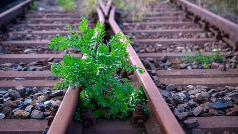 Pflanzen wachsen zwischen den Gleisen auf dem Gelände des Bahnhofs
