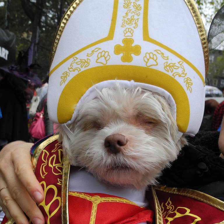 Eine Frau hält ihren kleinen Hund mit Papst-Kappe am 22.10.2016 bei einer Kostüm-Parade zum Gruselfest Halloween in New York auf dem Arm (Foto: dpa Bildfunk, picture-alliance / Reportdienste, picture alliance / dpa | Johannes Schmitt-Tegge)