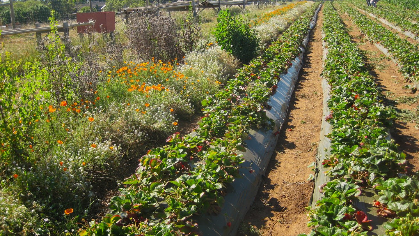 Auf dieser Erdbeer-Farm in Kalifornien werden die Erdbeeren von Wildbienen bestäubt. Vielfältige Landwirtschaft nützt Mensch und Natur. (Foto: Claire Kremen)