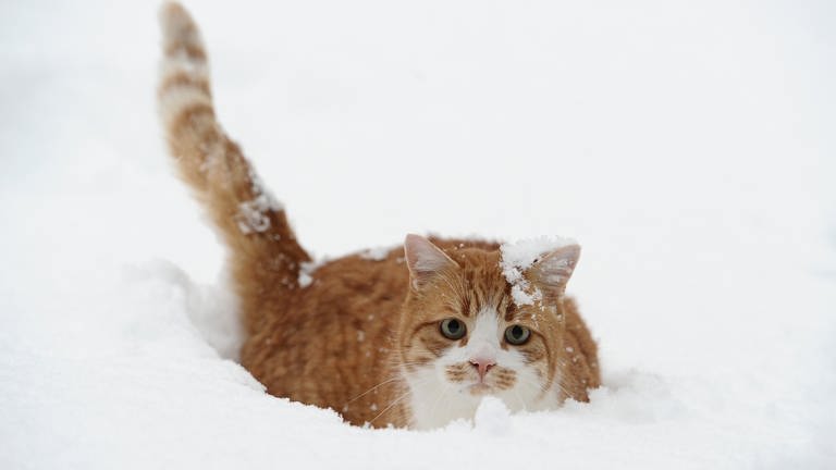 Eine rotgetigerte Katze duckt sich in den Schnee.