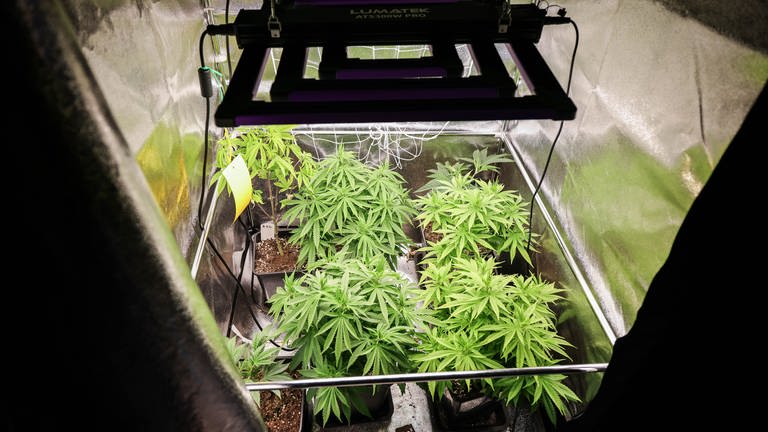 Circa vier Wochen alte Cannabispflanzen stehen in ihrer Wachstumsphase in einem Aufzuchtszelt unter künstlicher Beleuchtung in einem Wohnzimmer.