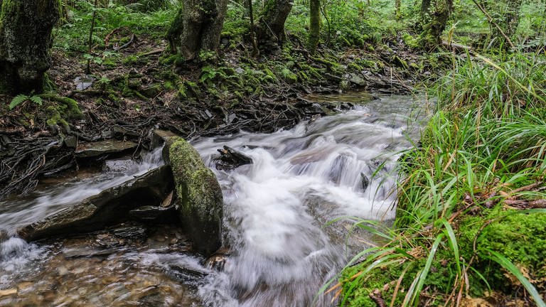 Ein Bach fließt durch einen Wald (Foto: dpa Bildfunk, picture alliance/dpa | Oliver Berg)