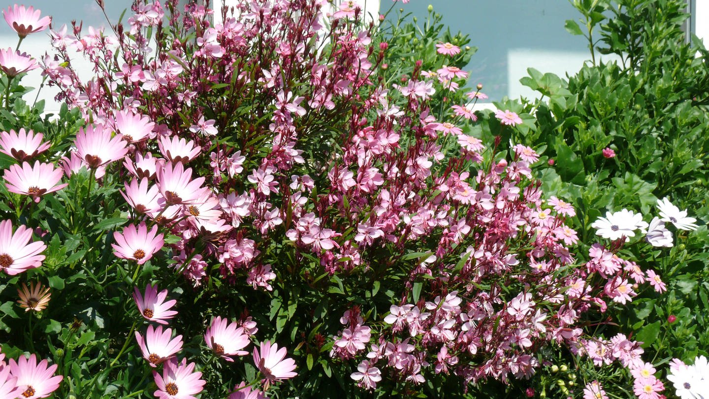 Gaura lindheimeri Lillipop Pink blühende Pflanze im Balkonkasten (Foto: IMAGO,  xZoonar.com/PeterxHimmelhuberx 4361686)