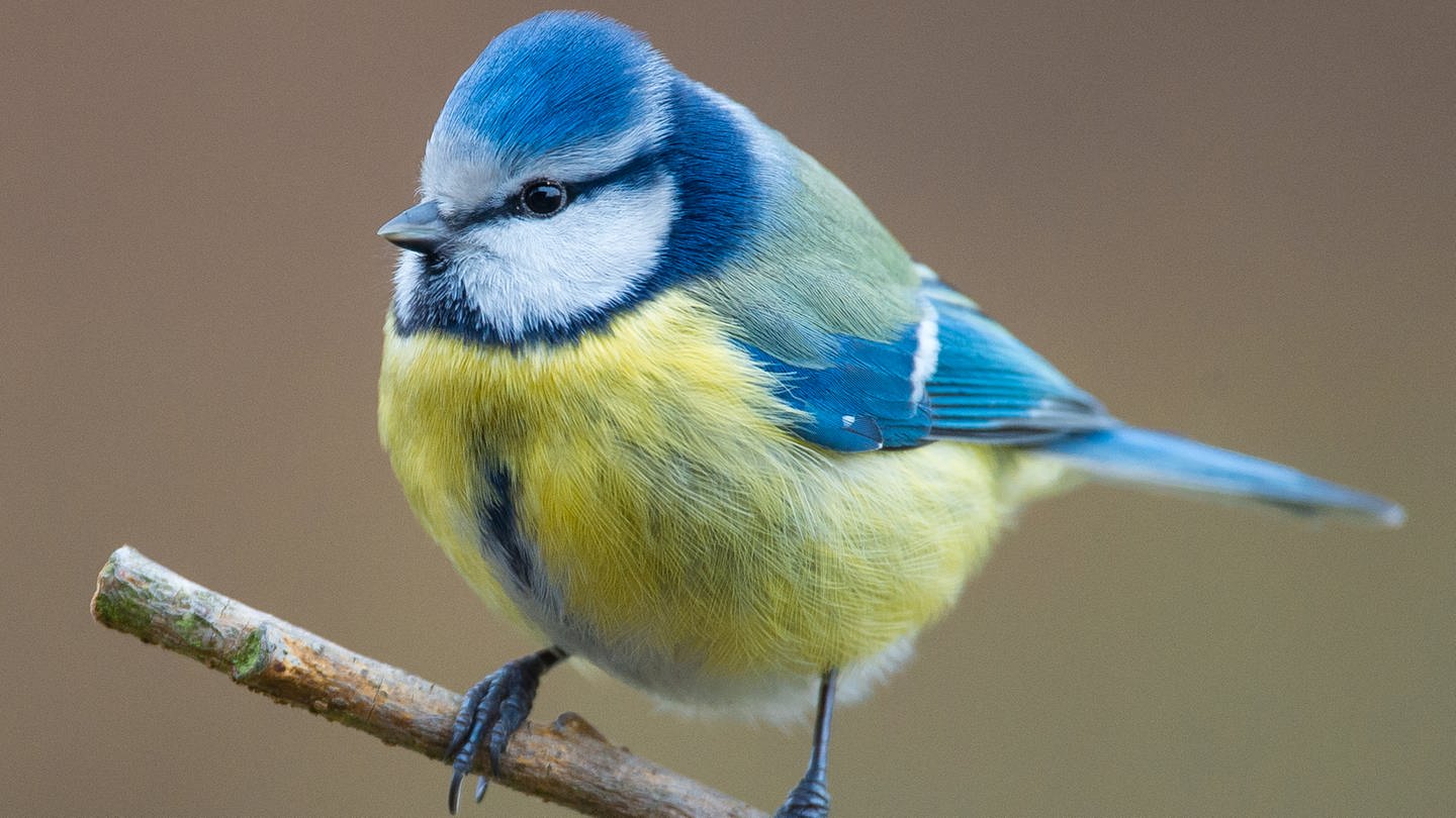 Bei der Stunde der Gartenvögel 2020 wurden in Rheinland-Pfalz etwa ein Drittel weniger Blaumeisen im Vergleich zu 2019 gesichtet