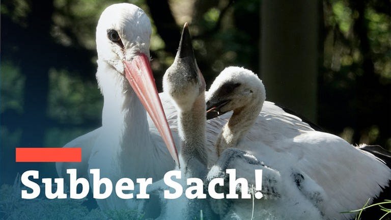 Storch mit Jungen und Subber-Sach-Logo (Foto: dpa Bildfunk, Picture Alliance)