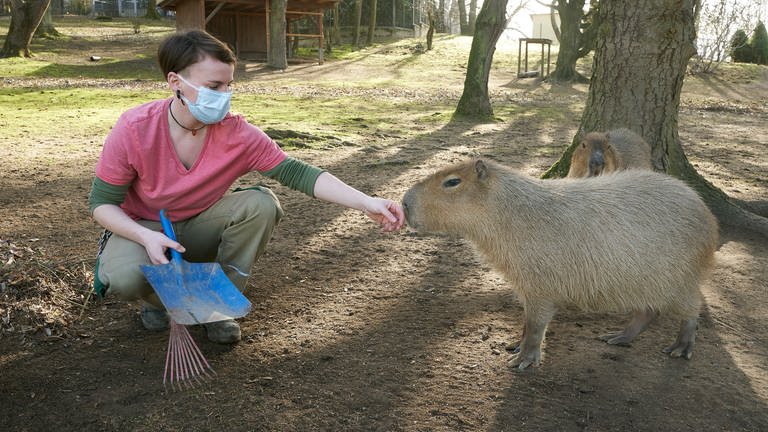 Eine Tierpflegerin reinigt im Zoo Neuwied das Gehege der Wasserschweine und Trauerschwäne. (Foto: dpa Bildfunk, Picture Alliance)
