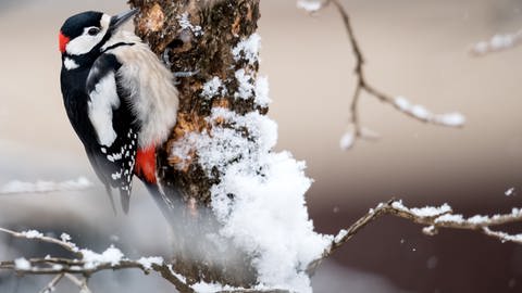 Nabu Stunde der Wintervögel in Rheinland-Pfalz - ein Buntspecht am Stamm eines verschneiten Baumes (Foto: dpa Bildfunk, Picture Alliance)