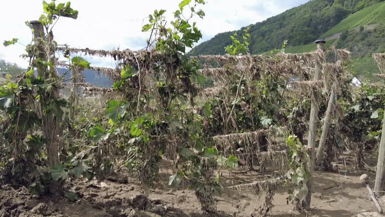 Zerstörter Weinberg nach dem Hochwasser - noch immer sind viele Weinberge nicht neu bepflanzt (Foto: SWR)