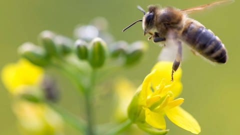 Eine Biene fliegt eine Rapsblüte an