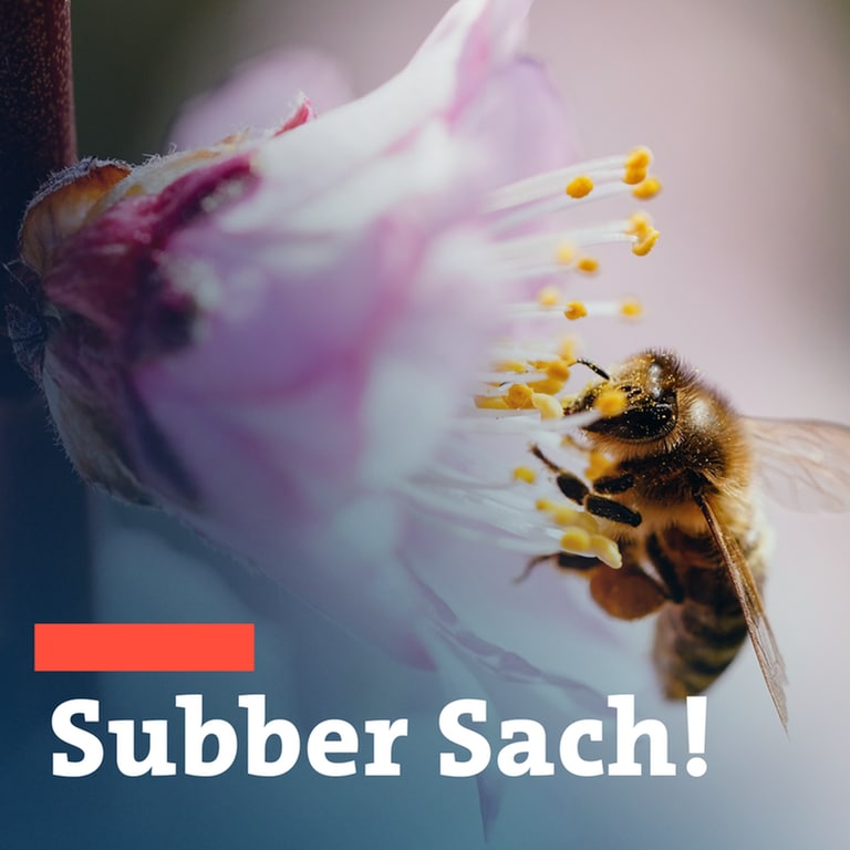 Eine Biene auf sitzt auf einer Blüte - Subber Sach! (Foto: dpa Bildfunk, SWR Montage)