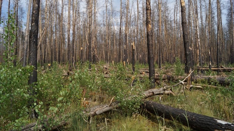 Wie sollen abgebrannte Waldstücke in Rheinland-Pfalz wieder aufgeforstet werden? Im abgebrannten Stadtwald Treuenbritzen wird dazu geforscht. (Foto: picture-alliance / Reportdienste, picture alliance/dpa/Pierre Ibisch | -)