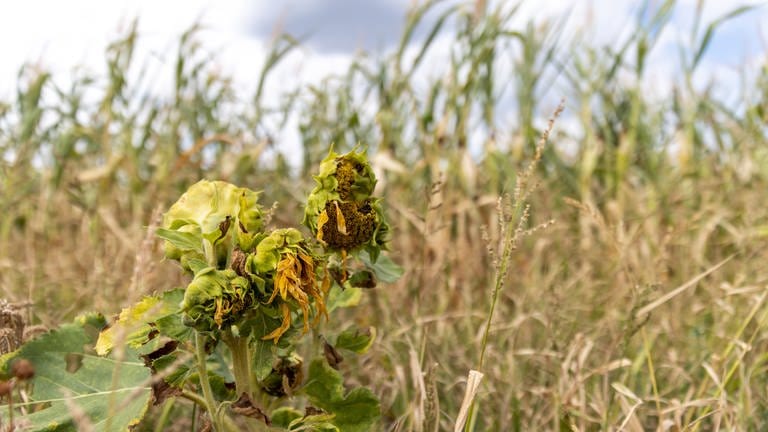 Welke Sonnenblumen stehen vor einem von der Trockenheit geprägten Maisfeld. (Foto: dpa Bildfunk, picture alliance/dpa | Daniel Karmann)