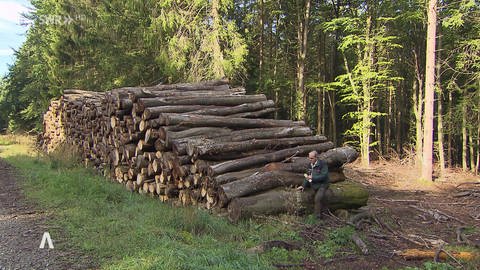 Holzstapel im Wald (Foto: SWR, SWR)