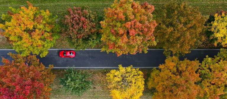 Blick von oben auf ein rotes Auto, das durch eine herblich bundt gefärbte Alle fährt. (Foto: dpa Bildfunk, picture alliance/dpa | Patrick Pleul)