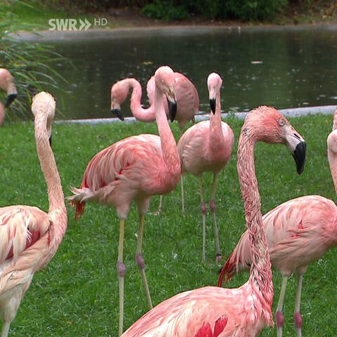 Flamingos im Mainzer Tierpark (Foto: SWR, SWR)