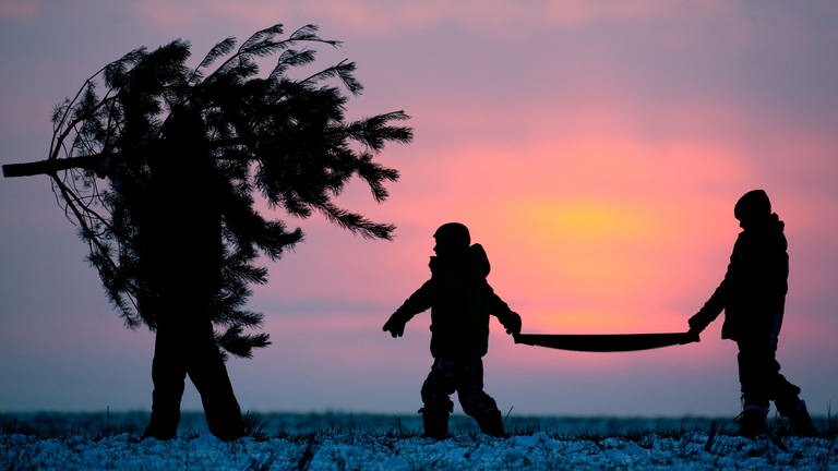 Ein Mann trägt einen Weihnachtsbaum, zwei Kinder folgen ihm und tragen zusammen eine Säge. (Foto: picture-alliance / Reportdienste, picture alliance / Patrick Pleul/dpa-Zentralbild/dpa | Patrick Pleul)