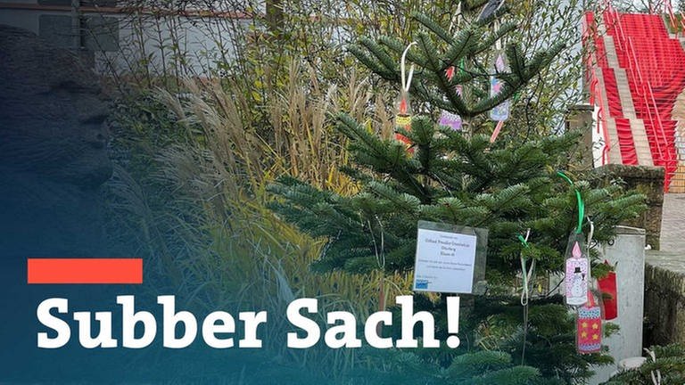 Weihnachtsbaum der Grundschule Otterberg ist zurück (Foto: SWR)