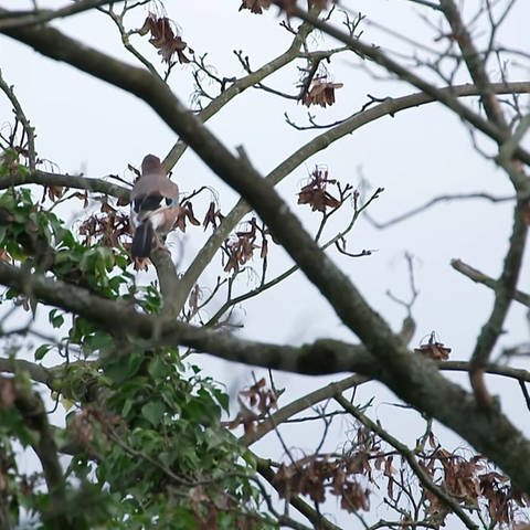 Vogel im Baum (Foto: SWR)