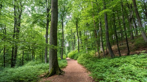 Wald im Westerwald (Foto: Rheinland-Pfalz Tourismus GmbH | Dominik Ketz)