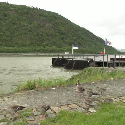 Der Rhein (Foto: SWR, SWR)