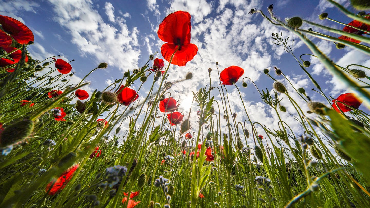 sommerlicher Himmel über Mohnblumen (Foto: picture-alliance / Reportdienste, picture alliance/dpa | Frank Rumpenhorst)