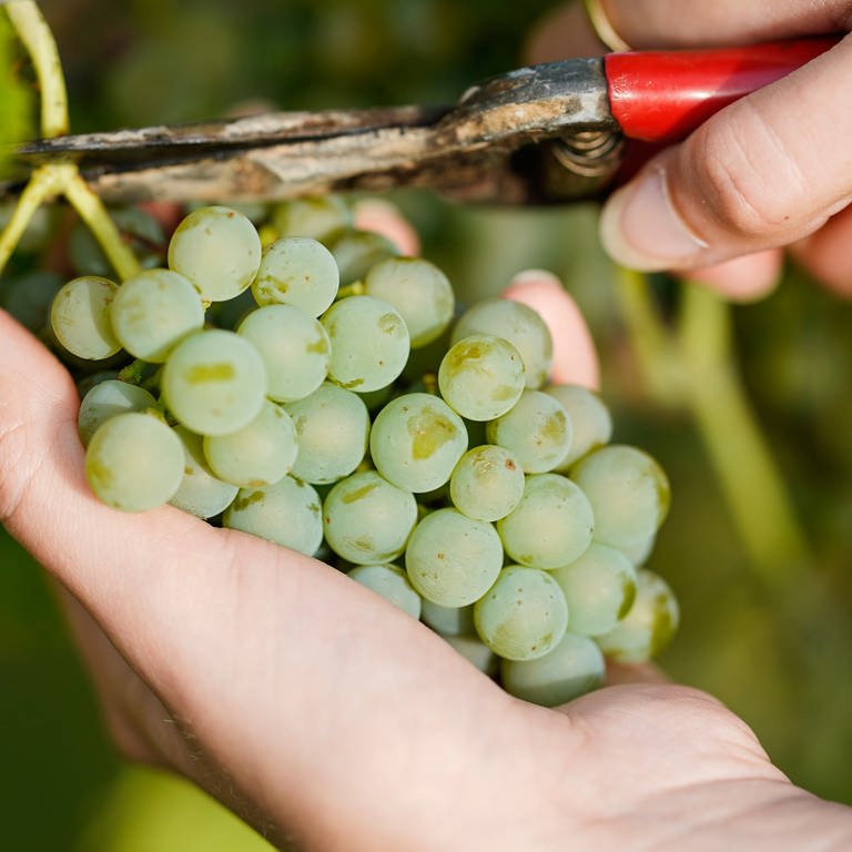 Weintrauben der Sorte Solaris werden beim Start der Weinlese im Weinberg der Weingebiet Manufaktur vom Rebstock geschnitten. (Foto: dpa Bildfunk, picture alliance/dpa | Uwe Anspach)