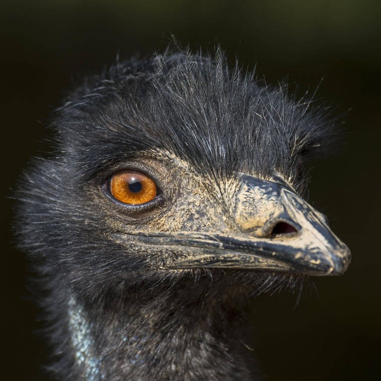 Nahaufnahme eines Emu (Symbolbild) (Foto: IMAGO, imageBROKER/alimdix/xArterra)