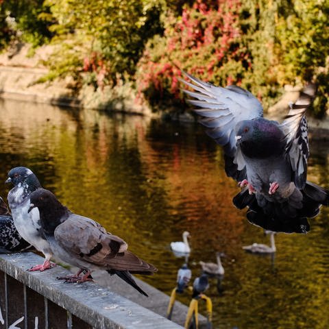 Tauben sitzen auf einem Brückengeländer in der Sonne. (Foto: picture-alliance / Reportdienste, Picture Alliance)
