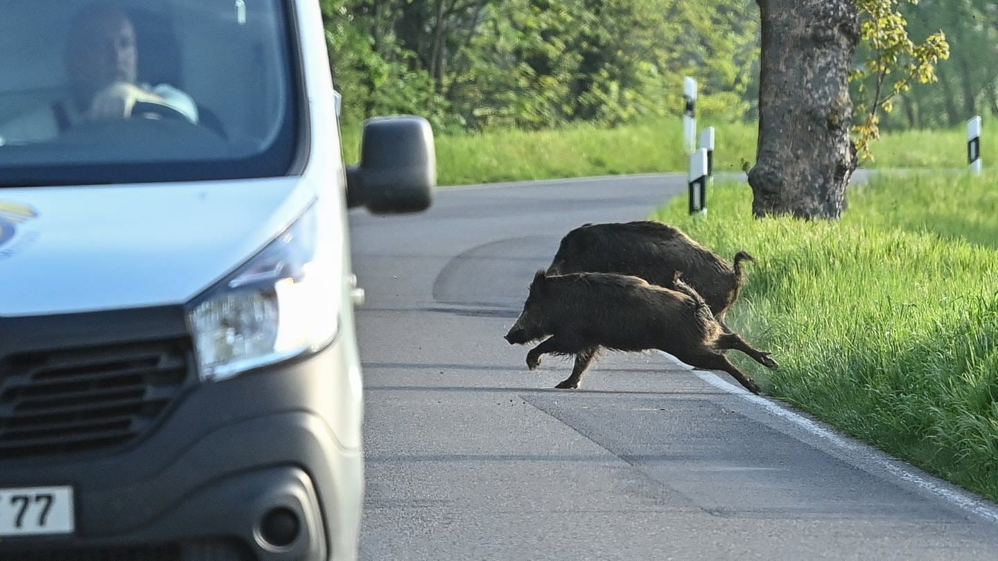 Zwei Wildschweine rennen am frühen Morgen hinter einem Kleintransporter über eine Straße. (Foto: picture-alliance / Reportdienste, picture alliance/dpa/dpa-Zentralbild | Patrick Pleul)