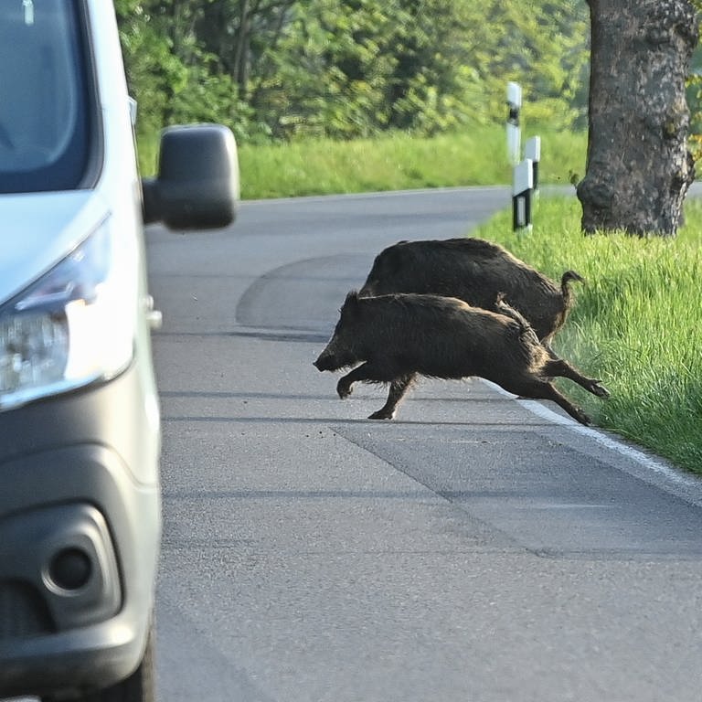 Zwei Wildschweine rennen am frühen Morgen hinter einem Kleintransporter über eine Straße.  (Foto: picture-alliance / Reportdienste, picture alliance/dpa/dpa-Zentralbild | Patrick Pleul)