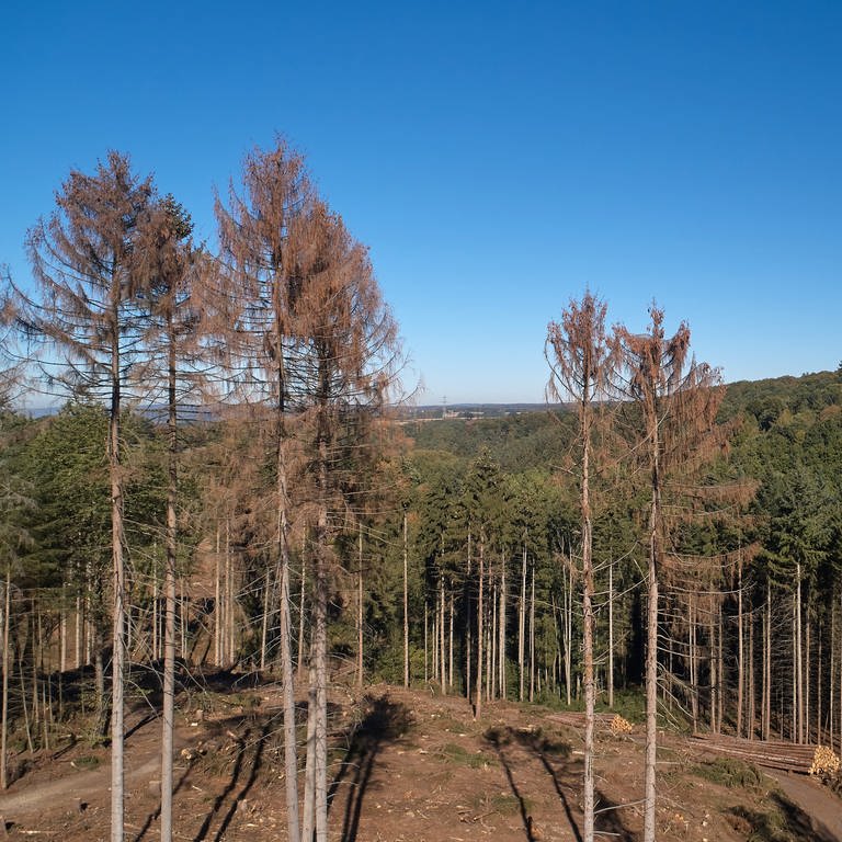 Forstamt Kaiserslautern gibt Entwarnung vor Spaziergängen im Wald