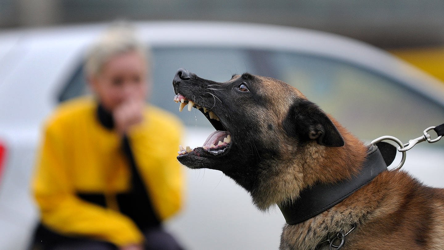 Lehrgang zur Unterstützung der Postboten beim Umgang mit Hunden (Foto: IMAGO, IMAGO / Funke Foto Services)