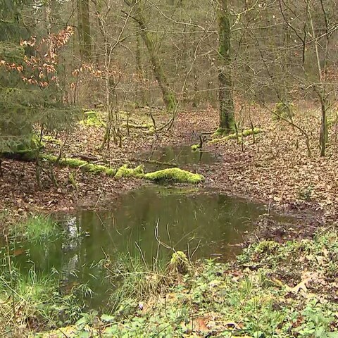 Wasser im Wald