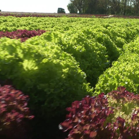 Salatköpfe in der Erde (Foto: SWR, SWR)
