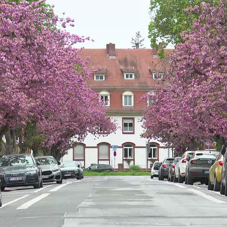 Kirschbaumallee mit blühenden Bäumen (Foto: SWR)