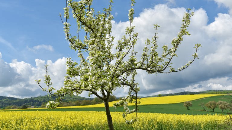 Blühender Apfelbaum vor Rapsfeld: Die Temperaturen in Rheinland-Pfalz gehen etwas zurück (Foto: dpa Bildfunk, picture alliance / dpa | Uwe Zucchi)