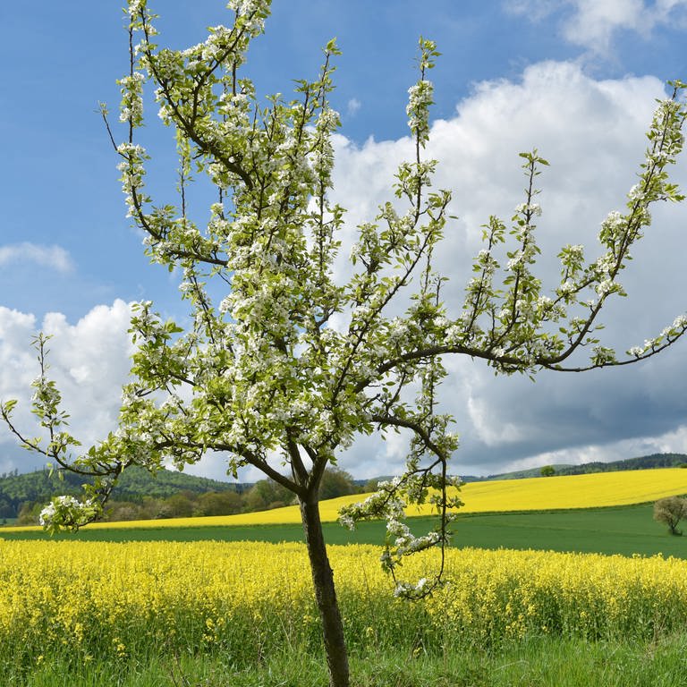 Blühender Apfelbaum vor Rapsfeld: Die Temperaturen in Rheinland-Pfalz gehen etwas zurück (Foto: dpa Bildfunk, picture alliance / dpa | Uwe Zucchi)