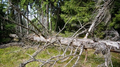 Der Wald in Rheinalnd-pfalz leidet sehr unter Dürre und Hitze, viele Bäume sind schon gestorben. Beim Waldgipfel in Berlin wird nach Lösungen gesucht (Foto: picture-alliance / Reportdienste, Picture Alliance)