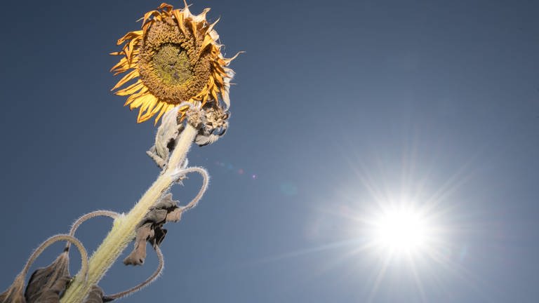 Eine vertrocknete Sonnenblume steht auf einem Feld. Der Juli 2022 in RLP war nach Angaben des DWD zu heiß und zu trocken. (Foto: dpa Bildfunk, picture alliance/dpa/dpa-Zentralbild | Sebastian Kahnert)
