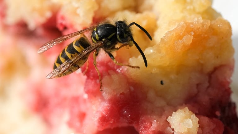 Eine Gemeine Wespe sitzt auf einem Kuchen