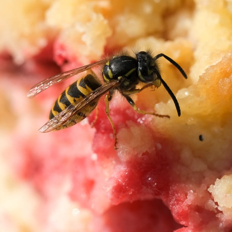 Eine Gemeine Wespe sitzt auf einem Kuchen