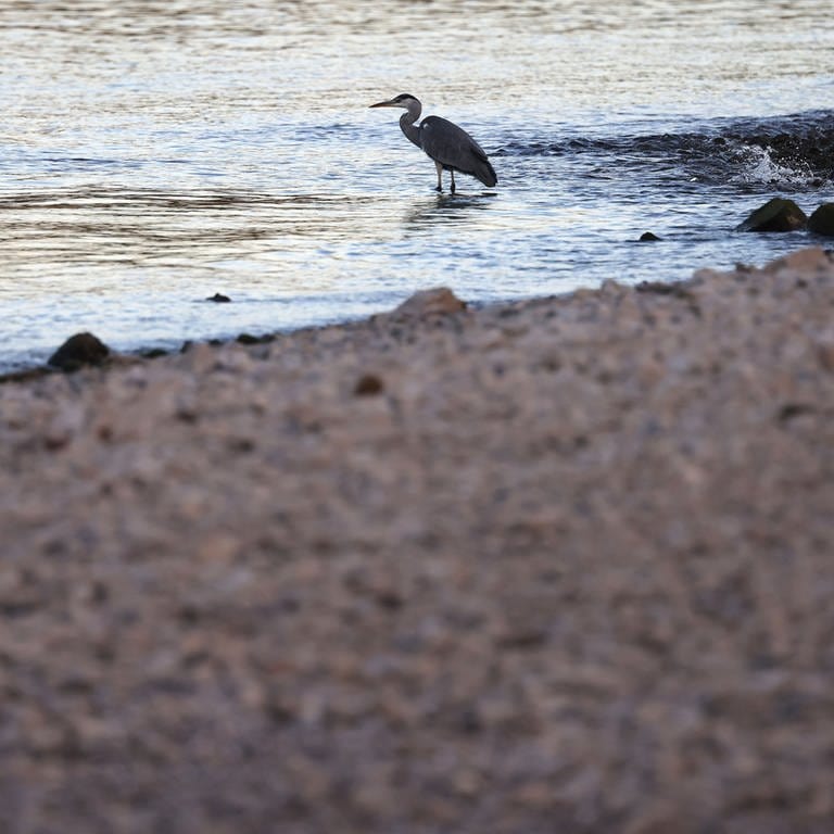 Ein Reiher steht auf einer Sandbank im Rhein