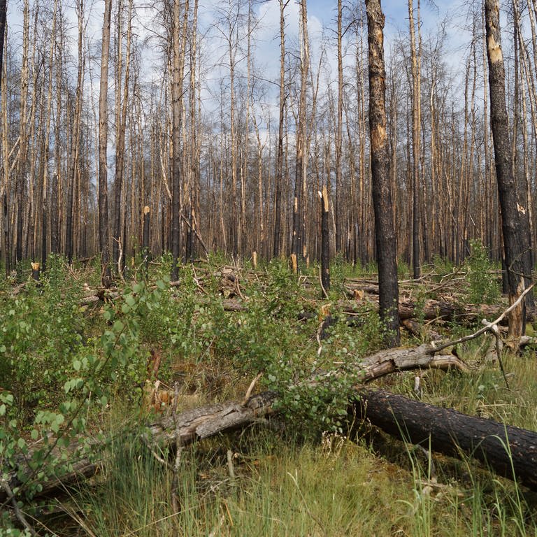 Wie sollen abgebrannte Waldstücke in Rheinland-Pfalz wieder aufgeforstet werden? Im abgebrannten Stadtwald Treuenbritzen wird dazu geforscht.