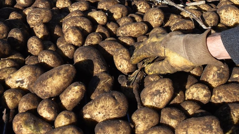 Kartoffelbauern in Rheinland-Pfalz leiden unter hohen Kosten und niedrigen Preisen