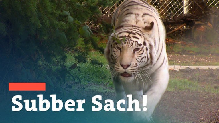 Tierpark Bellheim gibt weißen Tigern ein Zuhause (Foto: SWR)