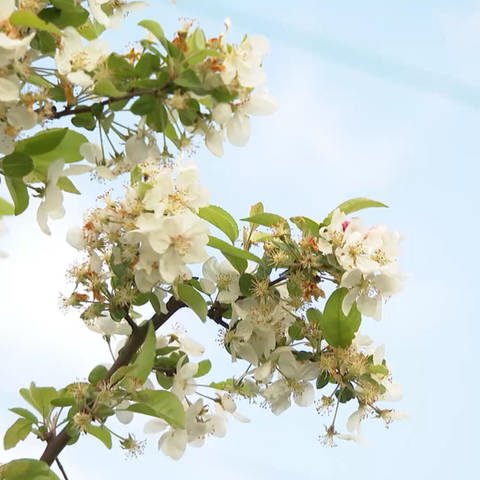 weiße Blütenbäume (Foto: SWR)